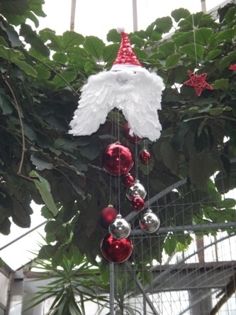 palmiarnia w świątecznej szacie